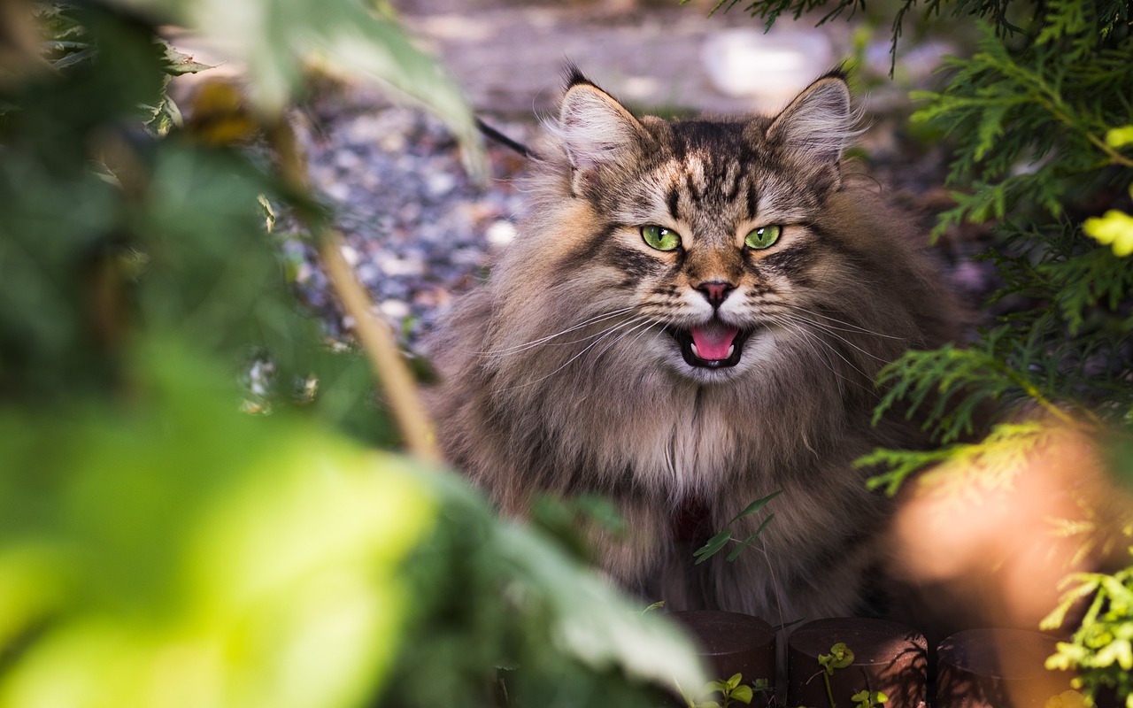 Understanding the Personality of the Manx Cat